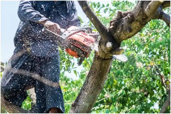 tree services Mount Union